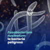 Fusobacterium nucleatum; la bacteria peligrosa